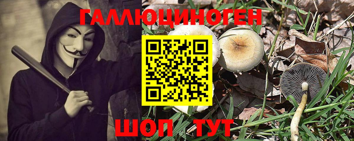 Галлюциногенные грибы Psilocybe Шали